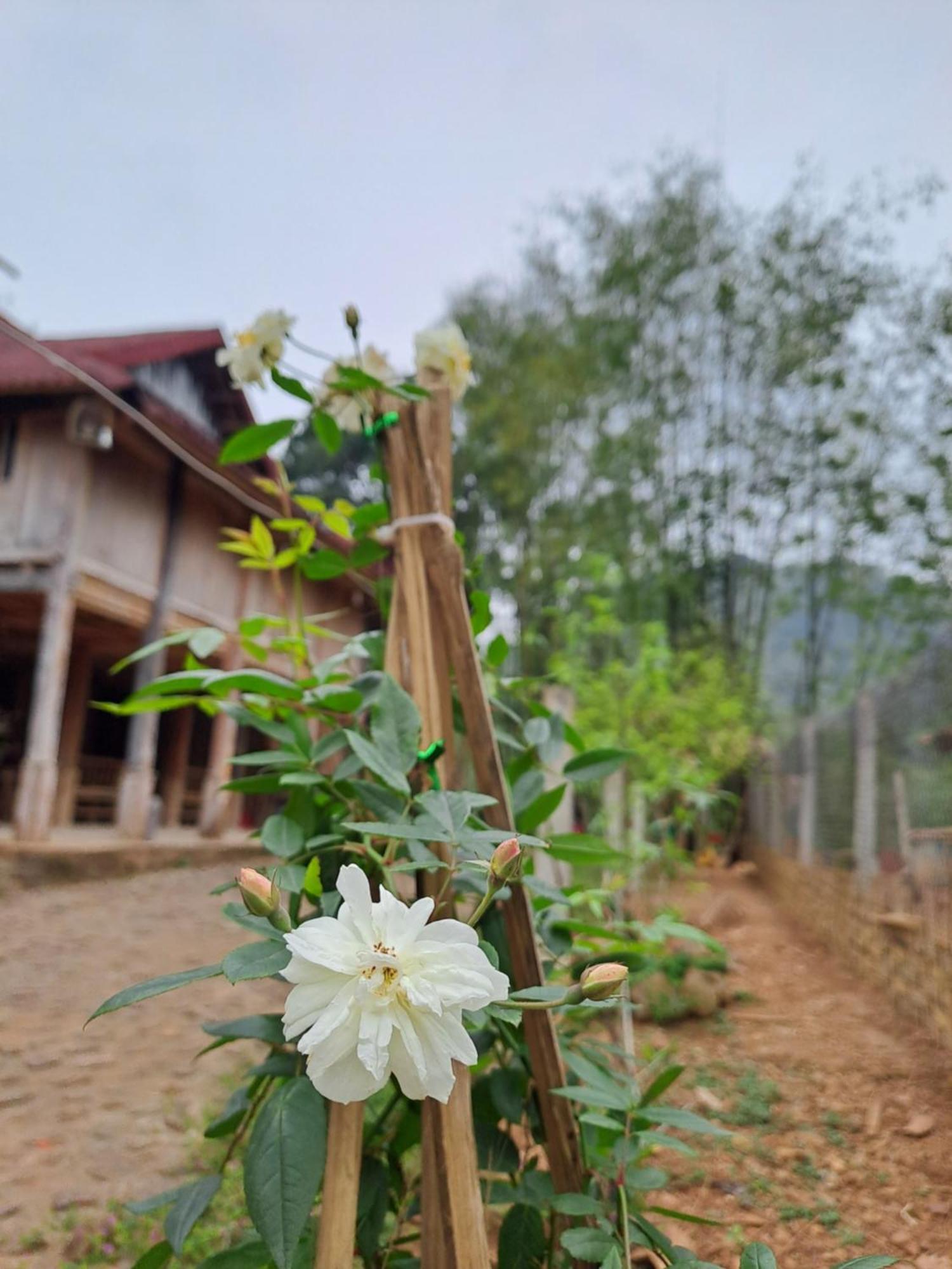 Muong Bi Homestay Hoa Binh Exterior photo